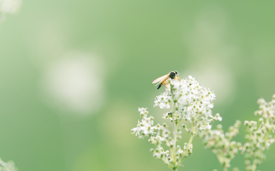 Une avancée majeure dans les interactions plantes-insectes