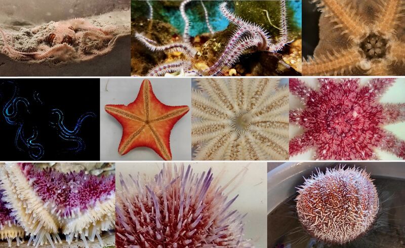 Jérôme Delroisse reçoit le prix Max Poll de Zoologie de l’Académie Royale de Belgique